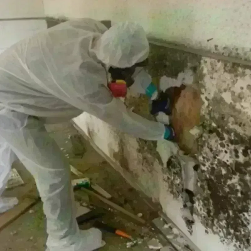 Mold Remediation and Removal in Cade, LA